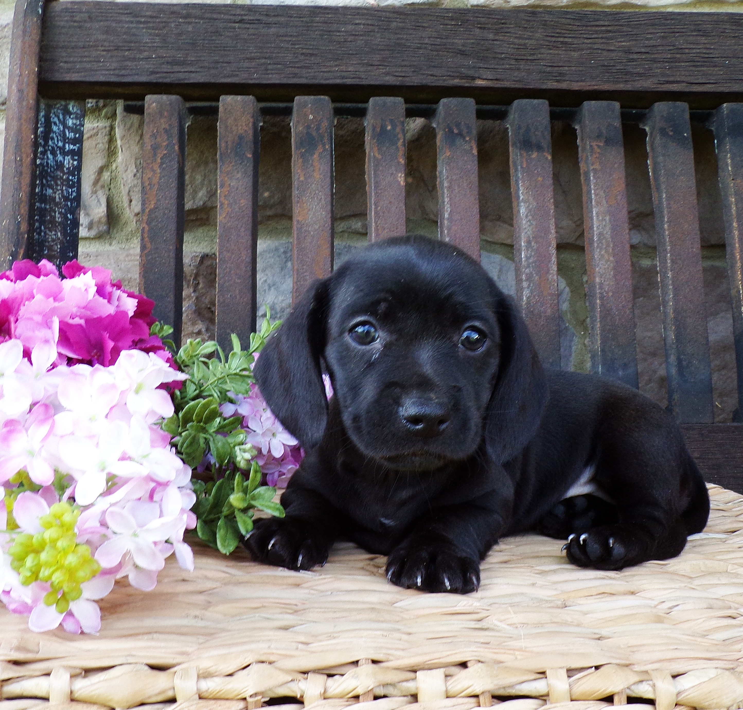 puppy, for, sale, Miniature Dachshund, Marvin  Ebersol, dog, breeder, New Holland, PA, dog-breeder, puppy-for-sale, forsale, nearby, find, puppyfind, locator, puppylocator, aca